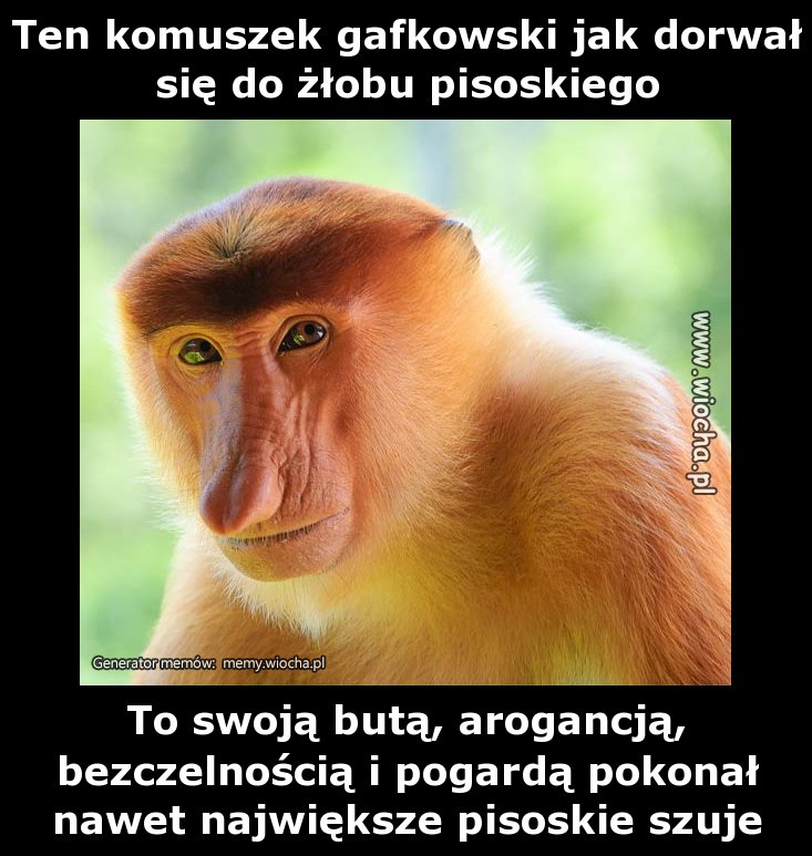 Ten komuszek gafkowski jak dorwał się do żłobu