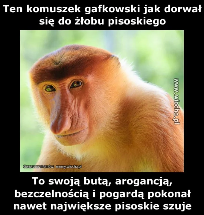 Ten komuszek gafkowski jak dorwał się do żłobu