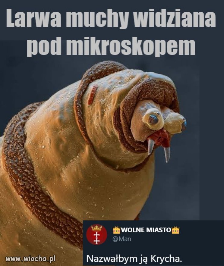 Larwa muchy widziana pod mikroskopem