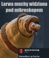 Larwa muchy widziana pod mikroskopem