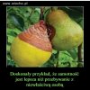 Z jakim przystajesz