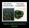Tajemnicze warzywo