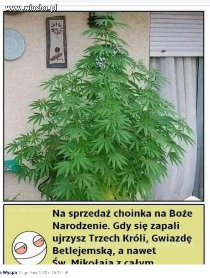 Fajna choinka na szczęscie