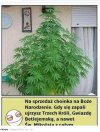 Fajna choinka na szczęscie