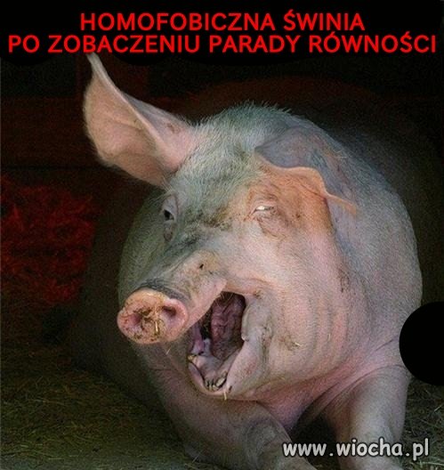 Ryj świniaka przypomina