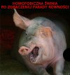 Ryj świniaka przypomina