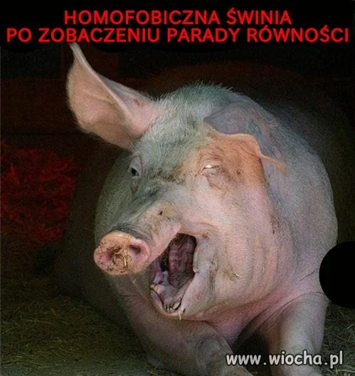 Ryj świniaka przypomina