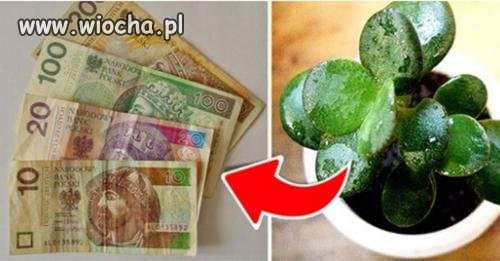 Roślina która daje szczęście