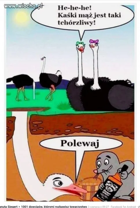 Polewaj!