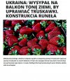 Kiedy truskawka jest towarem luksusowym 