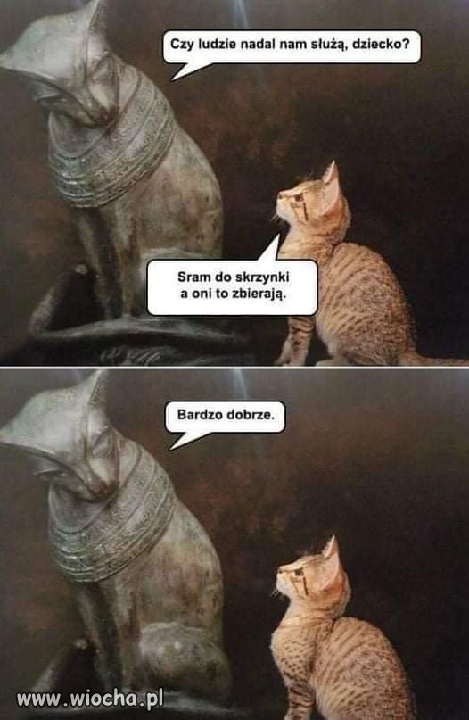 Kogo to kot?