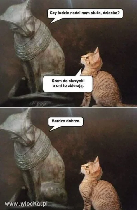 Kogo to kot?
