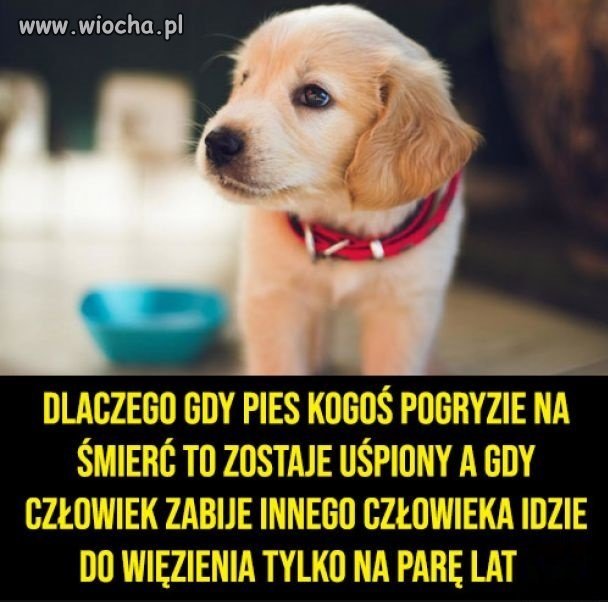 Coś w tym jest