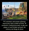 Tymczasem w USA