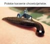Pijawka polska.