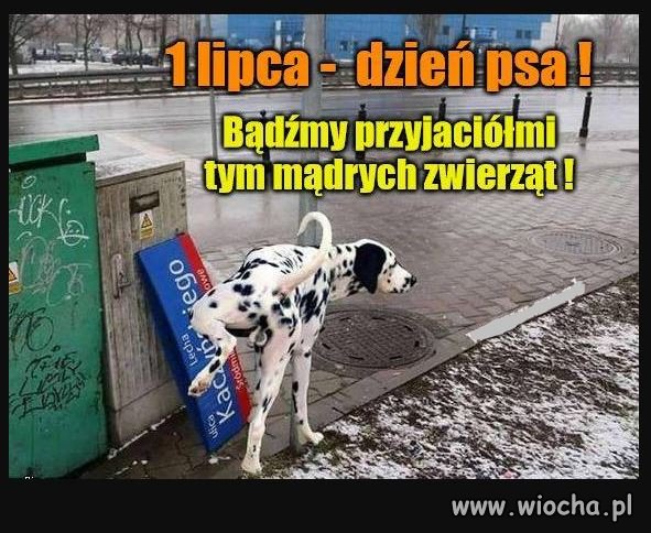 Psy mają dziś swoje święto