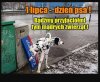 Psy mają dziś swoje święto