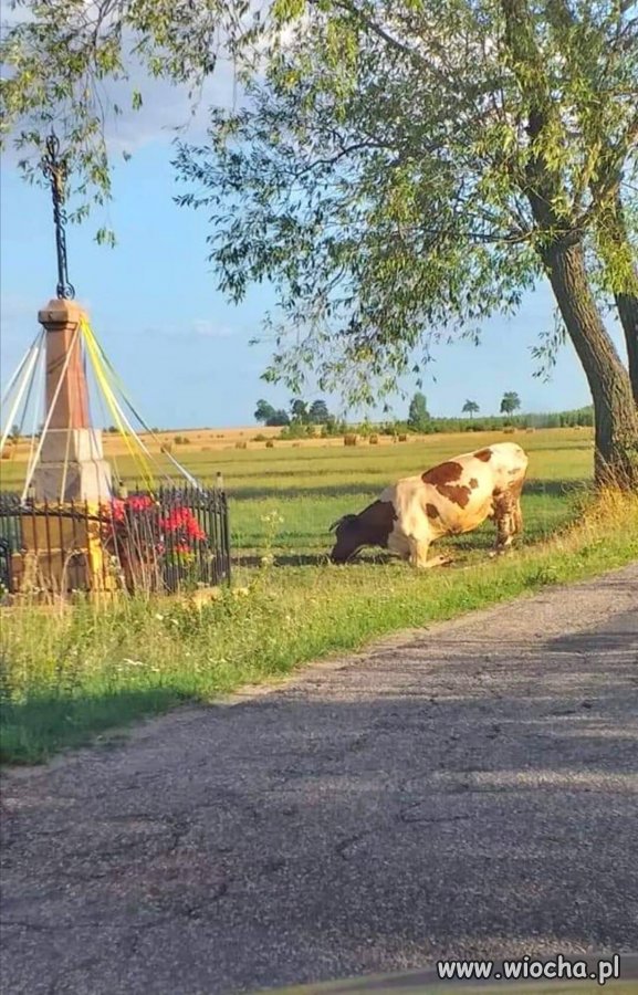 Polska krowa