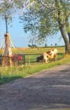 Polska krowa