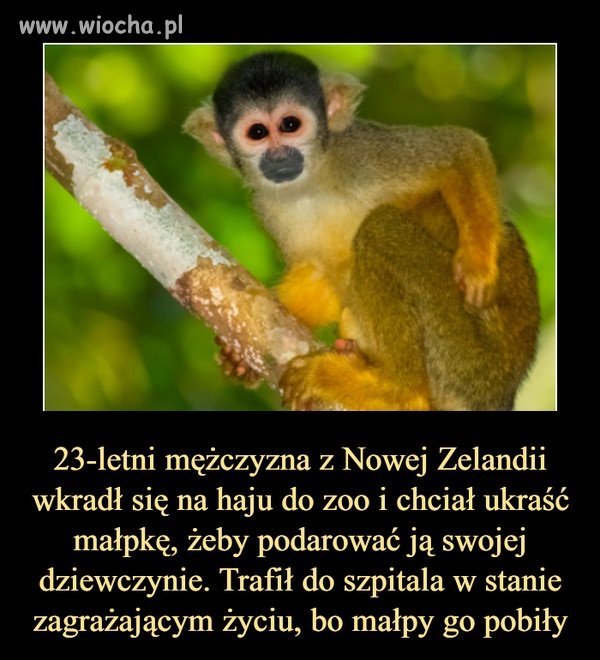 Nie zaczynaj z małpami