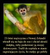Nie zaczynaj z małpami