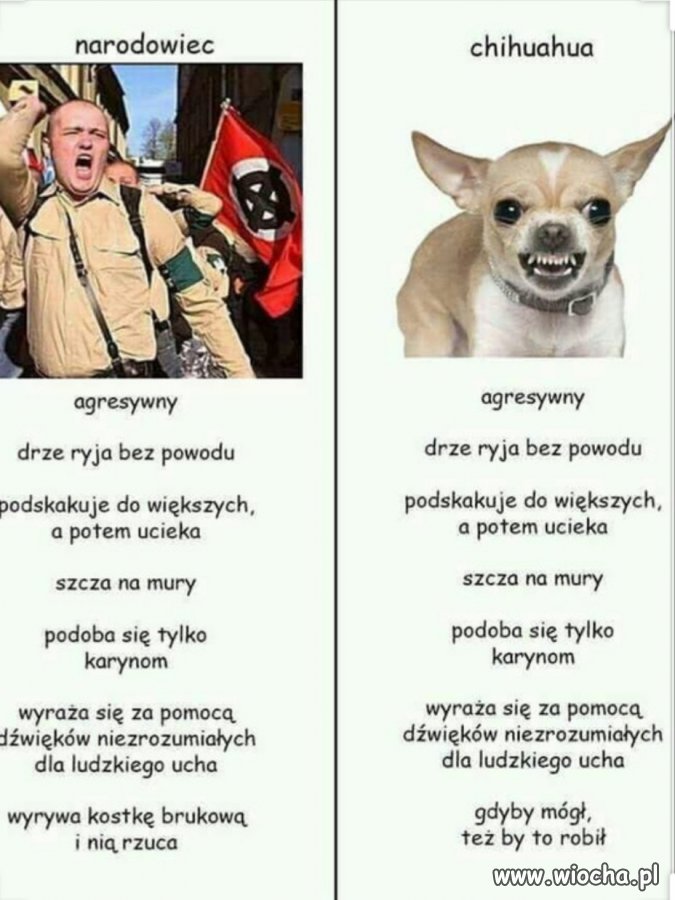 Chihuahua trudno nawet nazwać pieskiem 