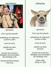 Chihuahua trudno nawet nazwać pieskiem 