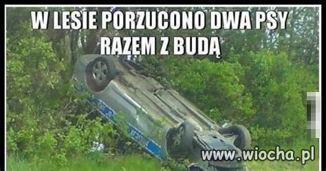 W lesie porzucono dwa psy razem z budą