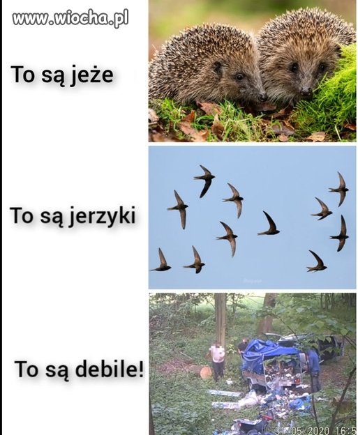 Zwierzęta  lesne