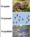 Zwierzęta  lesne