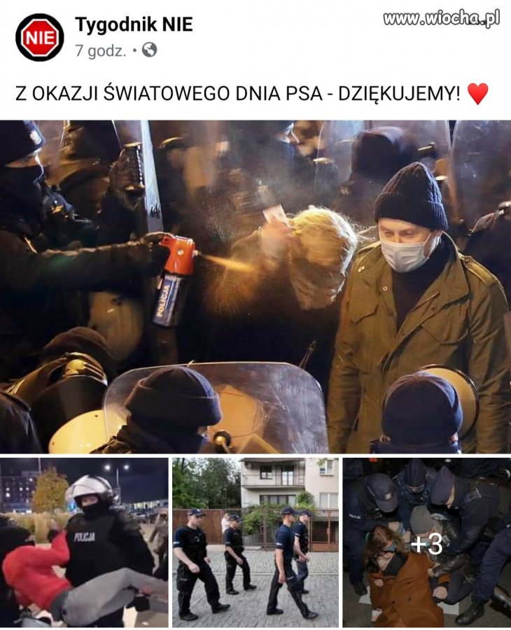 Światowy dzień psa