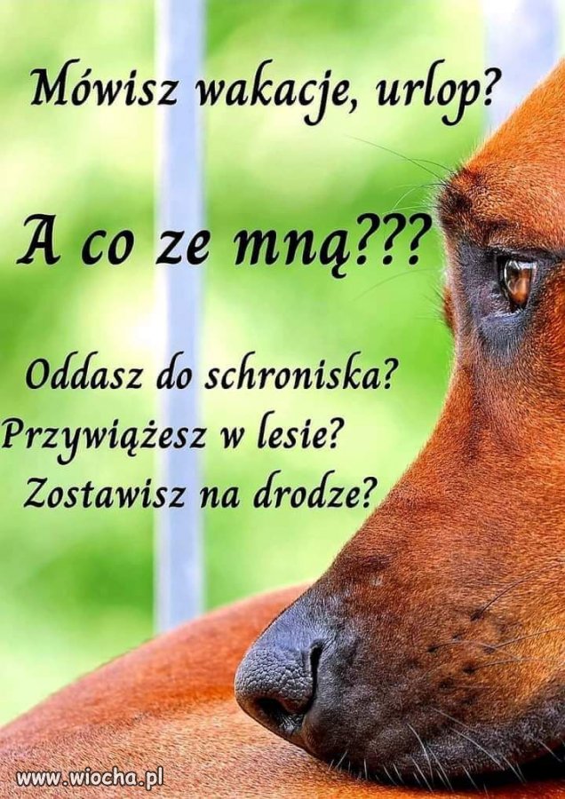 Letni sezon