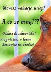 Letni sezon