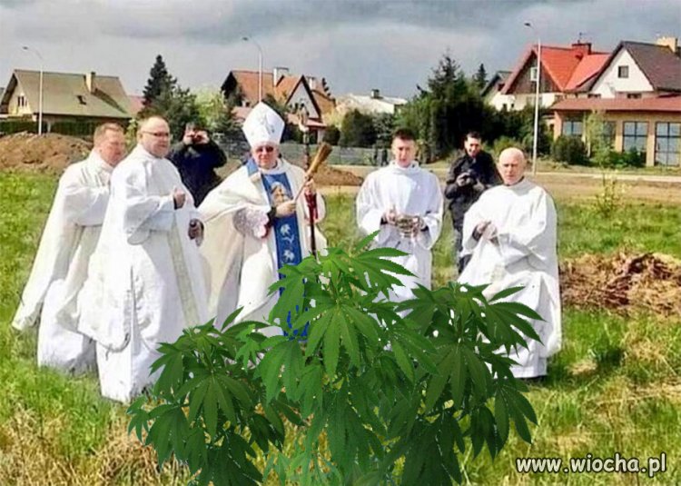 Kto jest za legalizacją święconej TRAWY w Polsce?