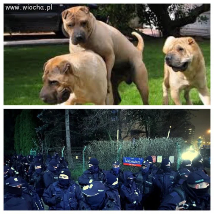 Zwierzęta i „ludzie”