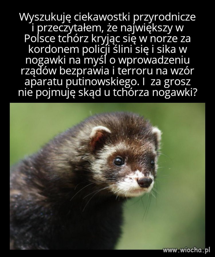 Strasznie szybka ta ewolucja