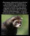 Strasznie szybka ta ewolucja