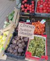 Czarnek gruntowy