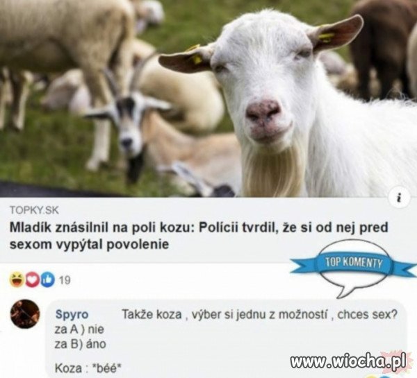 Taka sytuacja u pepiczków.