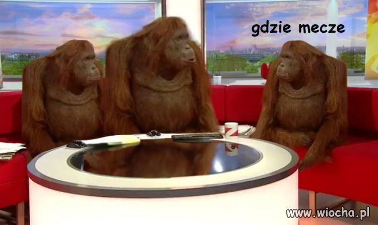 TVP sport 
