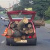 -Nie wsadzisz całego lasu do cinquecento !