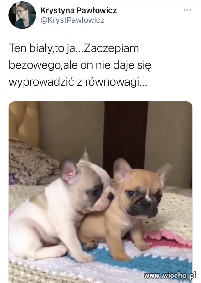 Krystyna myśli, że jest psem.