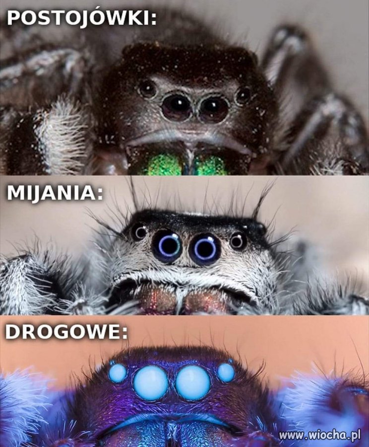 Mam dylemat z przyporządkowaniem do kategorii 