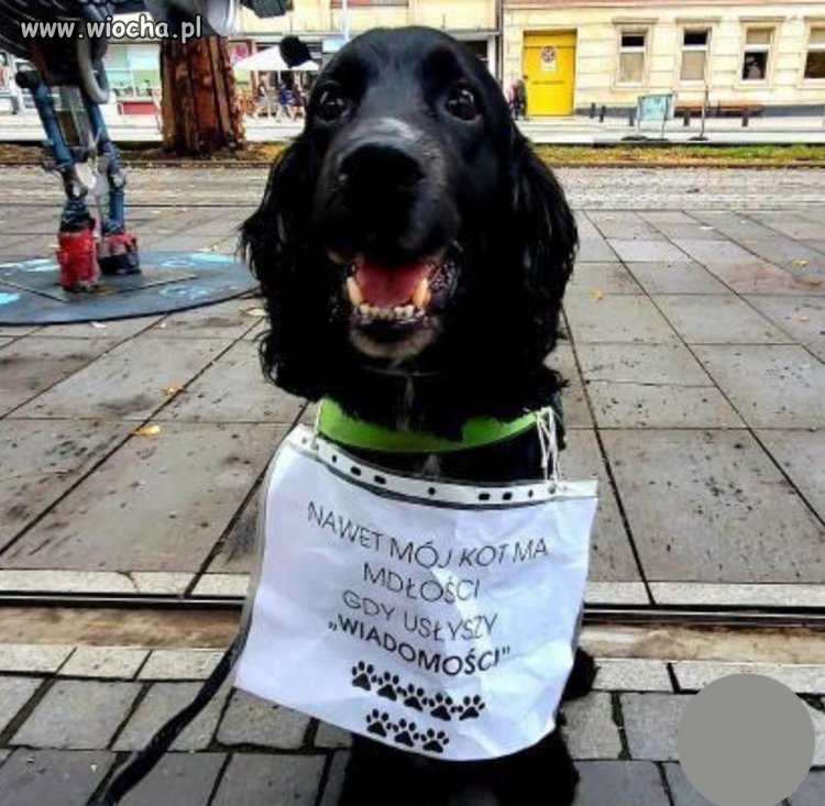 Nawet pies ma dość.