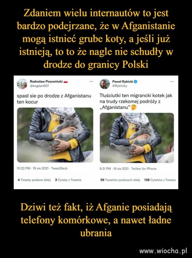 Taktyczny kot