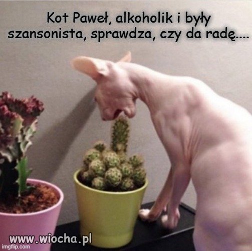 Bez związku z polityką. :-)