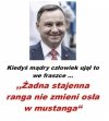  ... ale w rasowego araba 