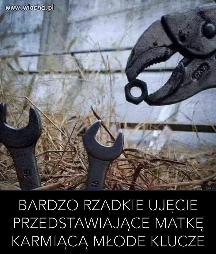 Czytała
