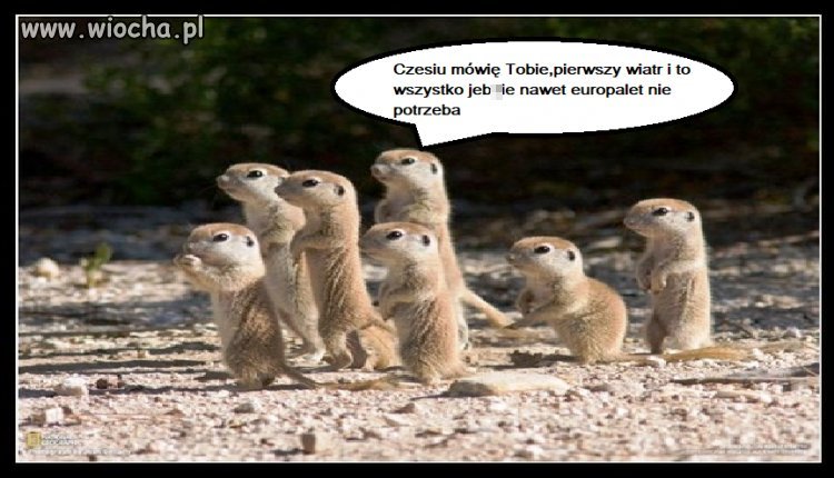Eksperci