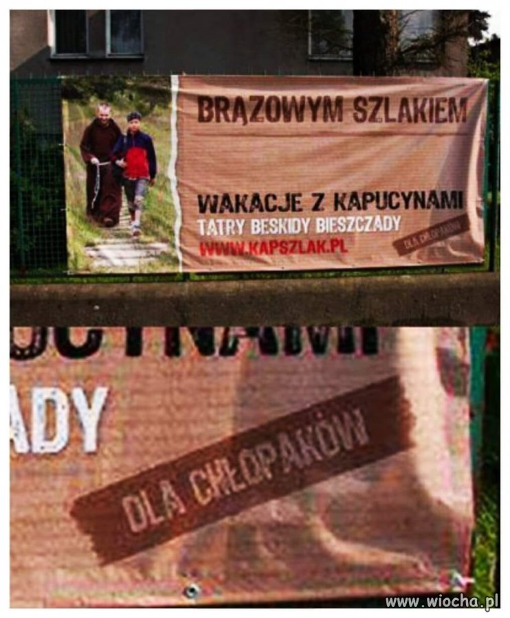 Kapucyni lubią brąz ...
